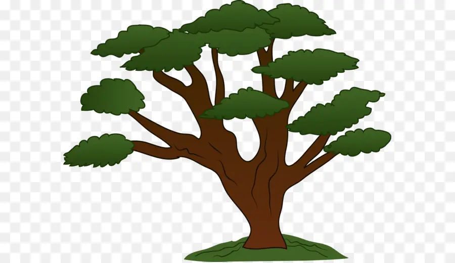 Árbol，Roble PNG