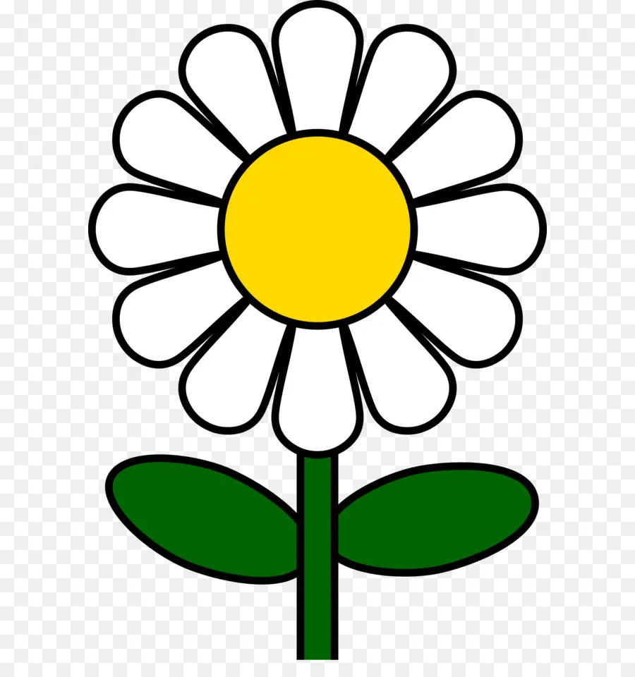 Común Daisy，Blog PNG