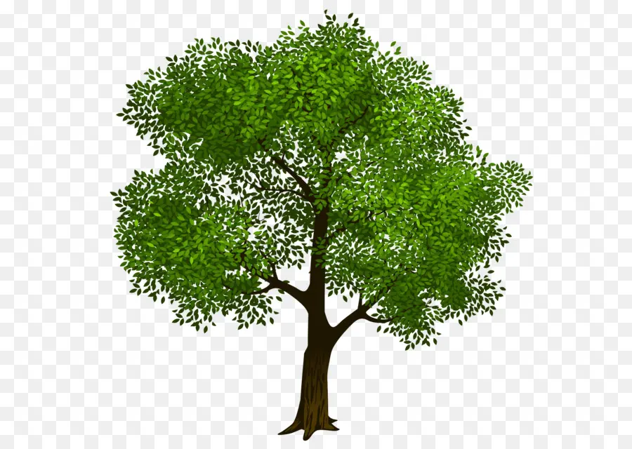 Árbol，Hojas Verdes PNG