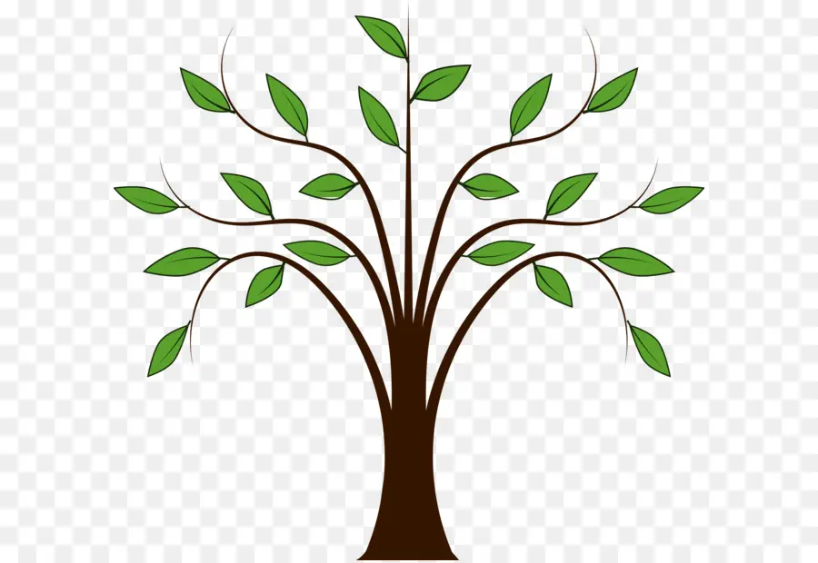 árbol，Planta PNG