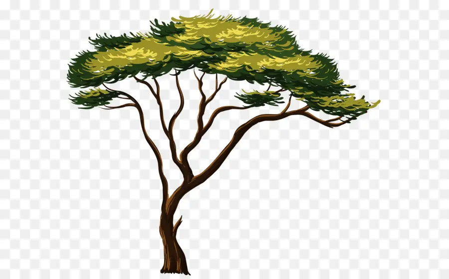 Afro árboles，Árbol PNG