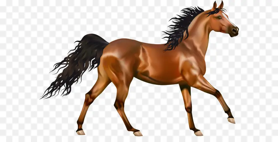 árabe Caballo，American Pintura Caballo PNG