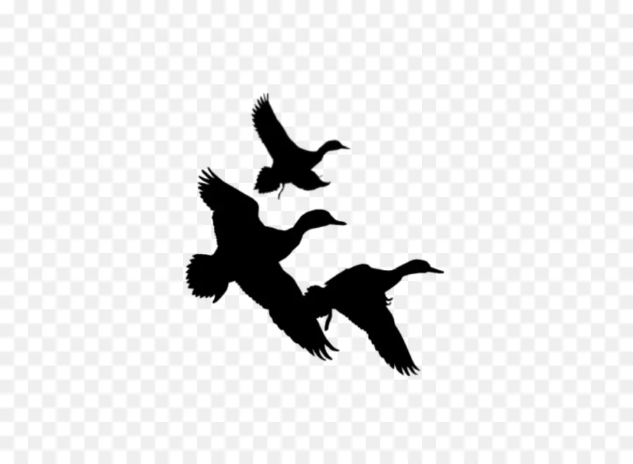 Aves，Vuelo PNG