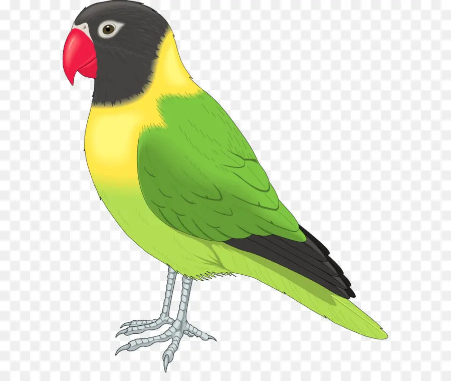 Loro，Vistoso PNG