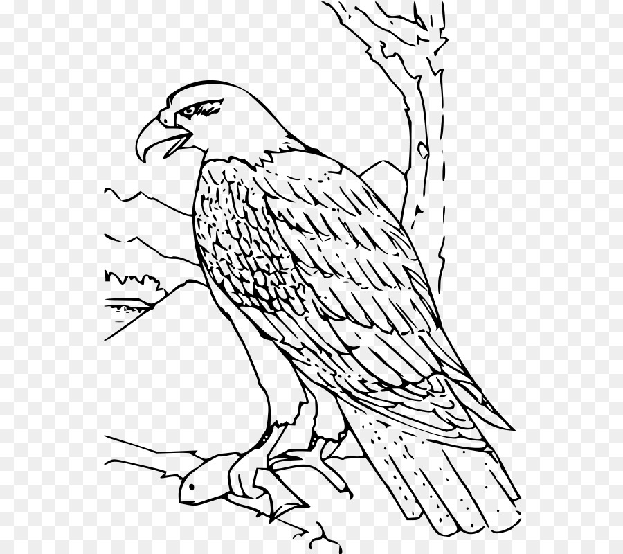 águila Calva，Whitetailed águila PNG