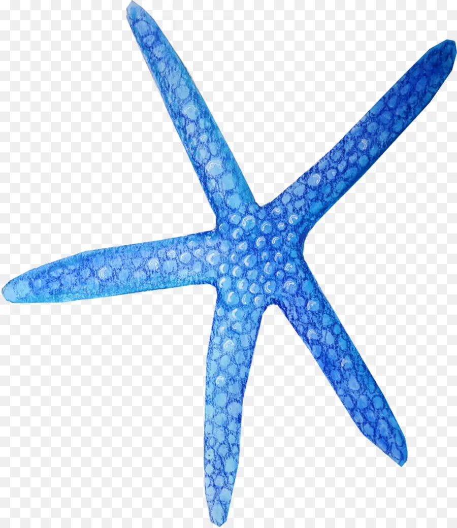 Estrella De Mar Azul，Mar PNG