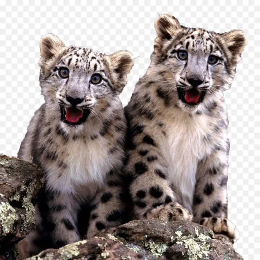 Leopardos De Las Nieves，Cachorros PNG