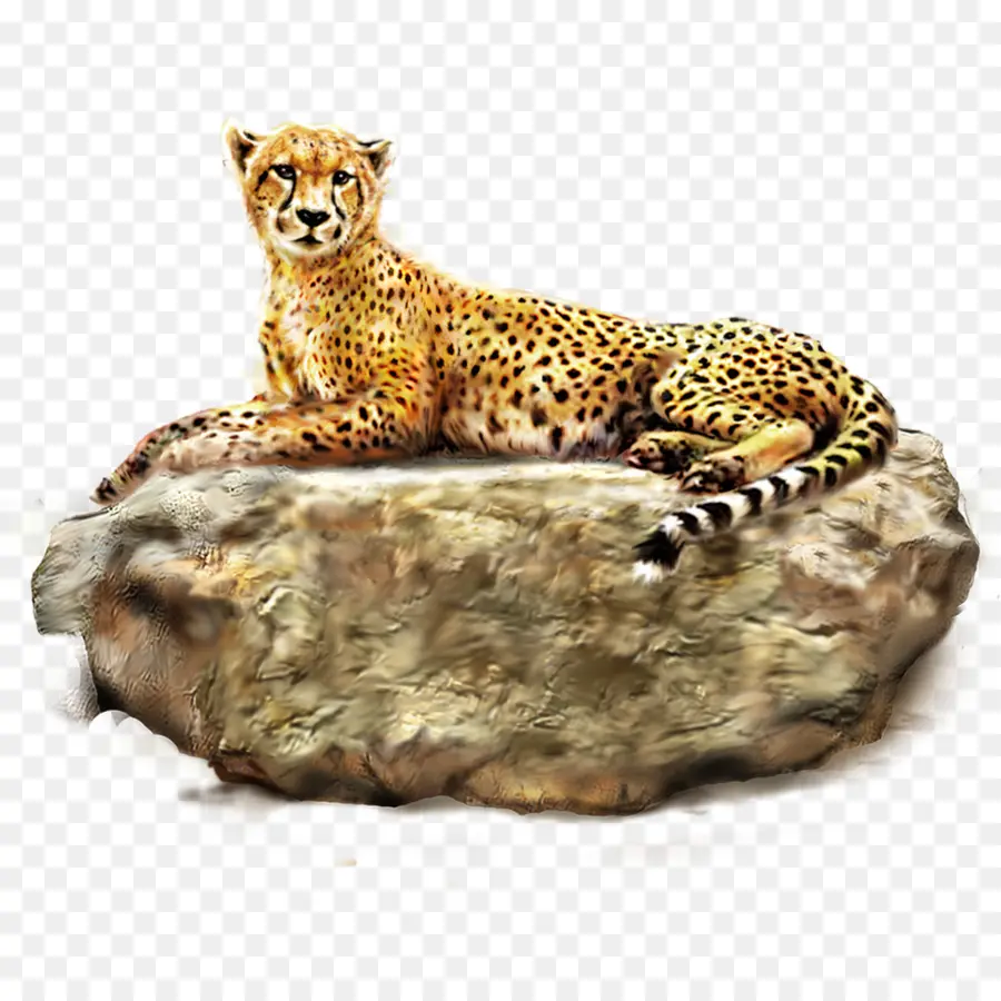 Cheetah，Leopard PNG