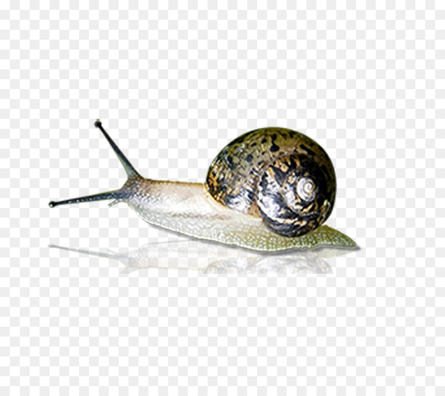 Caracol Marrón，Caparazón PNG