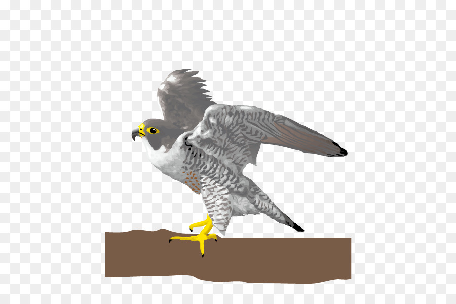 Pájaro，Falcon PNG