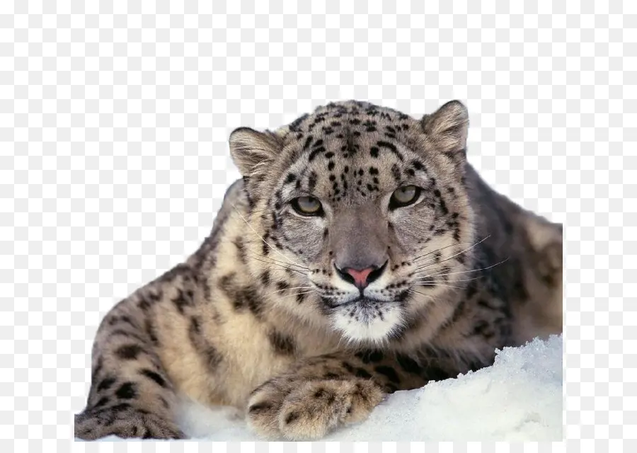 Leopardo，Leopardo De Nieve PNG