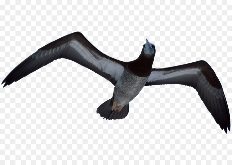 Pájaro，Falcon PNG