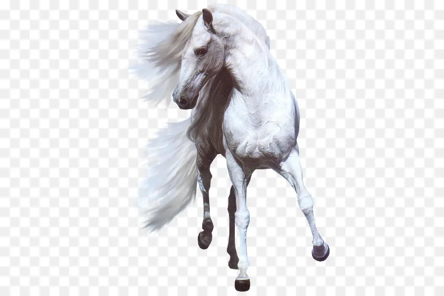 American Paint Horse，Los Caballos PNG