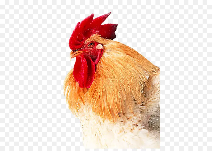 De Pollos De Engorde，Pollo PNG