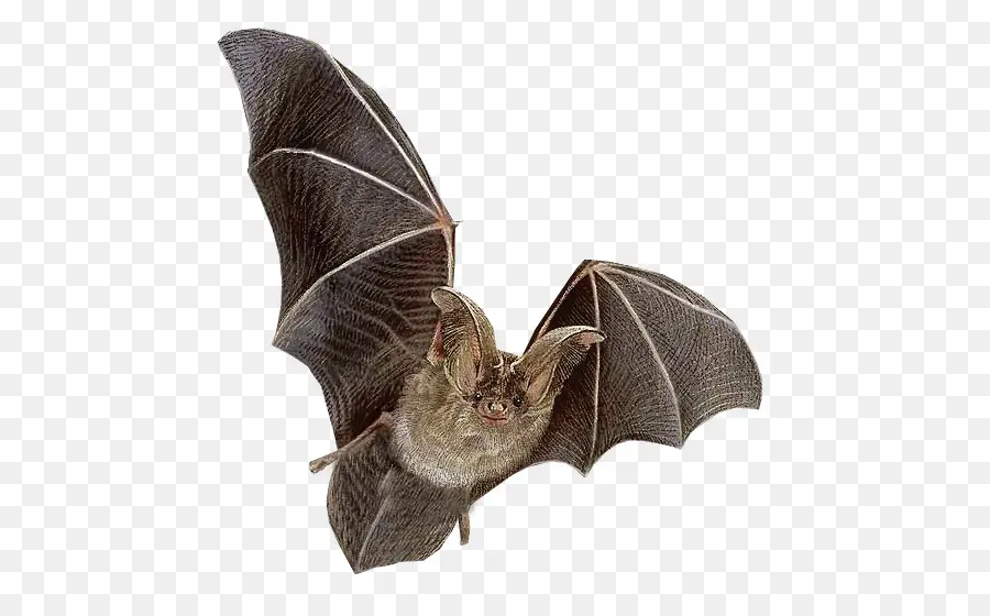 Bat，Mamíferos PNG