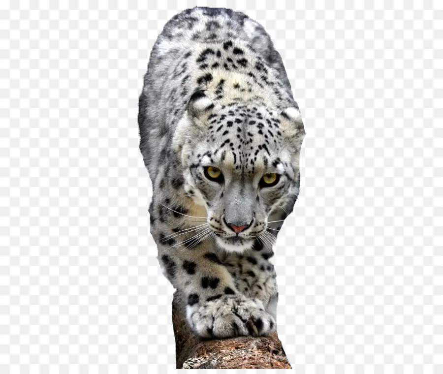 Snow Leopard，León PNG