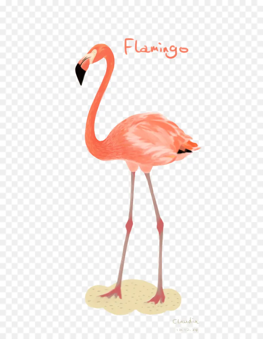 Pájaro，Flamenco PNG