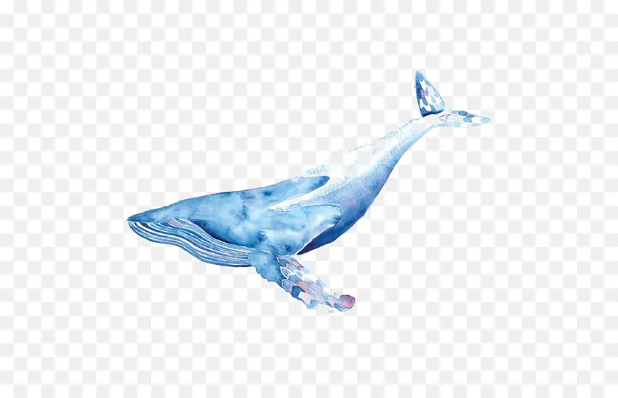 Ballena，Pintura A La Acuarela PNG