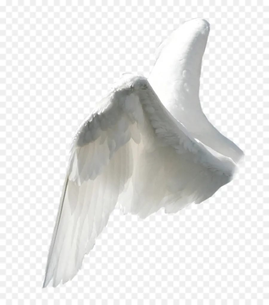 Ala，Ala De ángel PNG