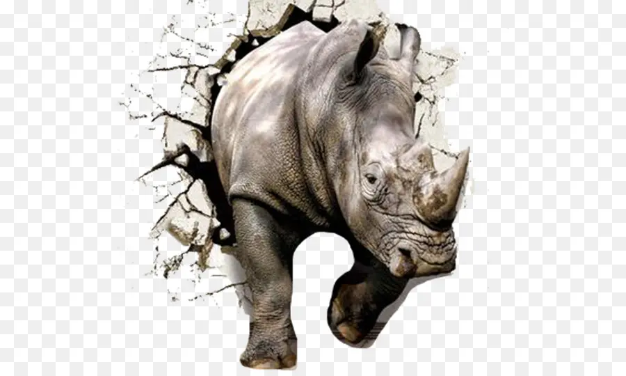La Pared，Rhinoceros 3d PNG