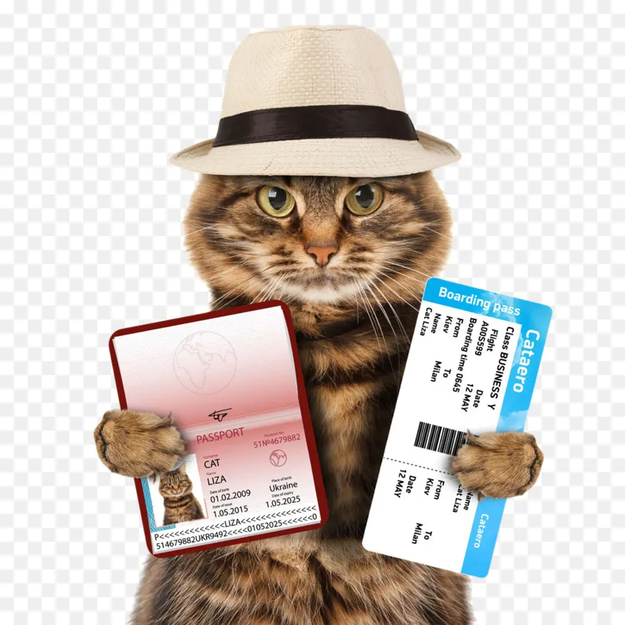 Gato，Pasaporte PNG