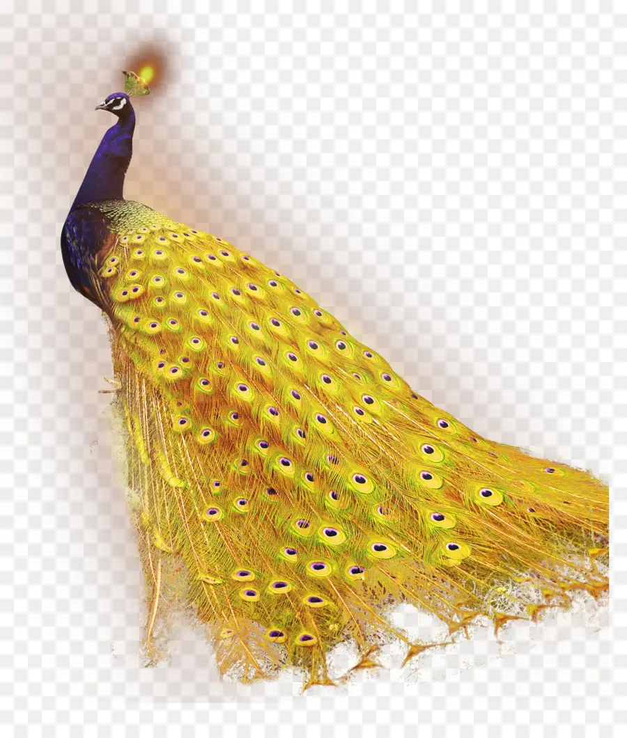 Descargar，Pavo Real PNG