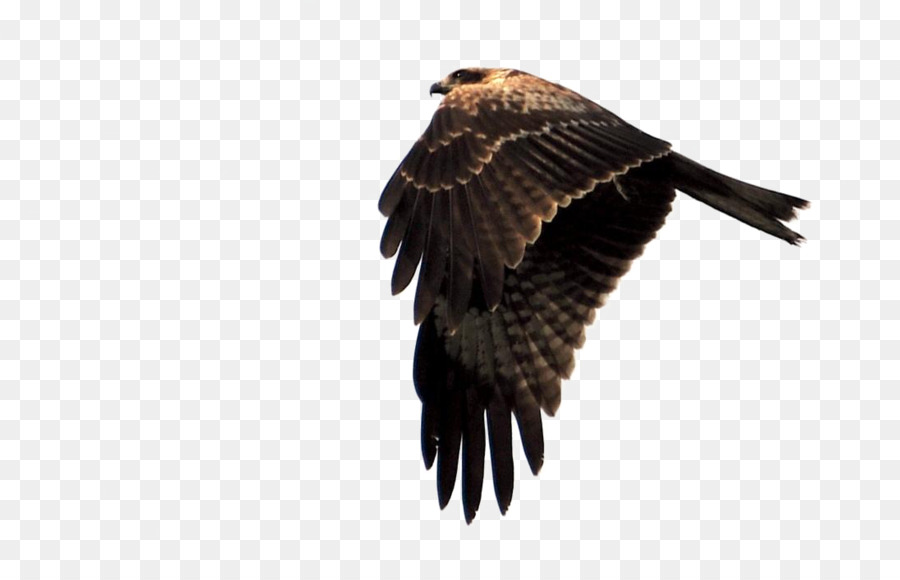 águila，Hawk PNG