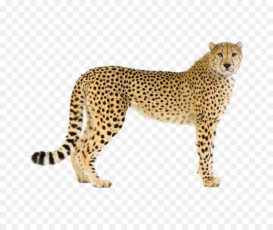 Guepardo，Leopardo PNG