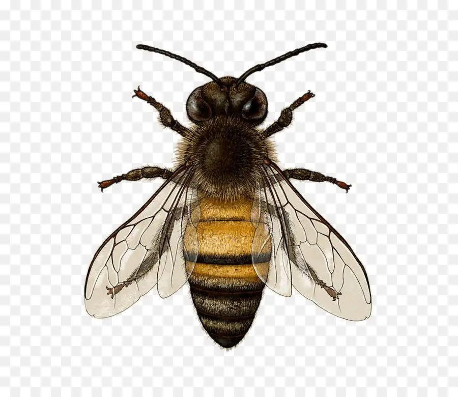 Abeja，Miel PNG