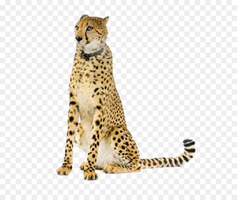 Cheetah，Leopard PNG