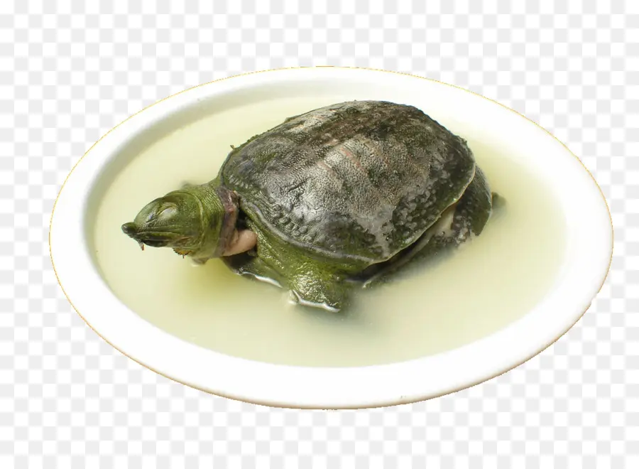 Tortuga，Lámina PNG