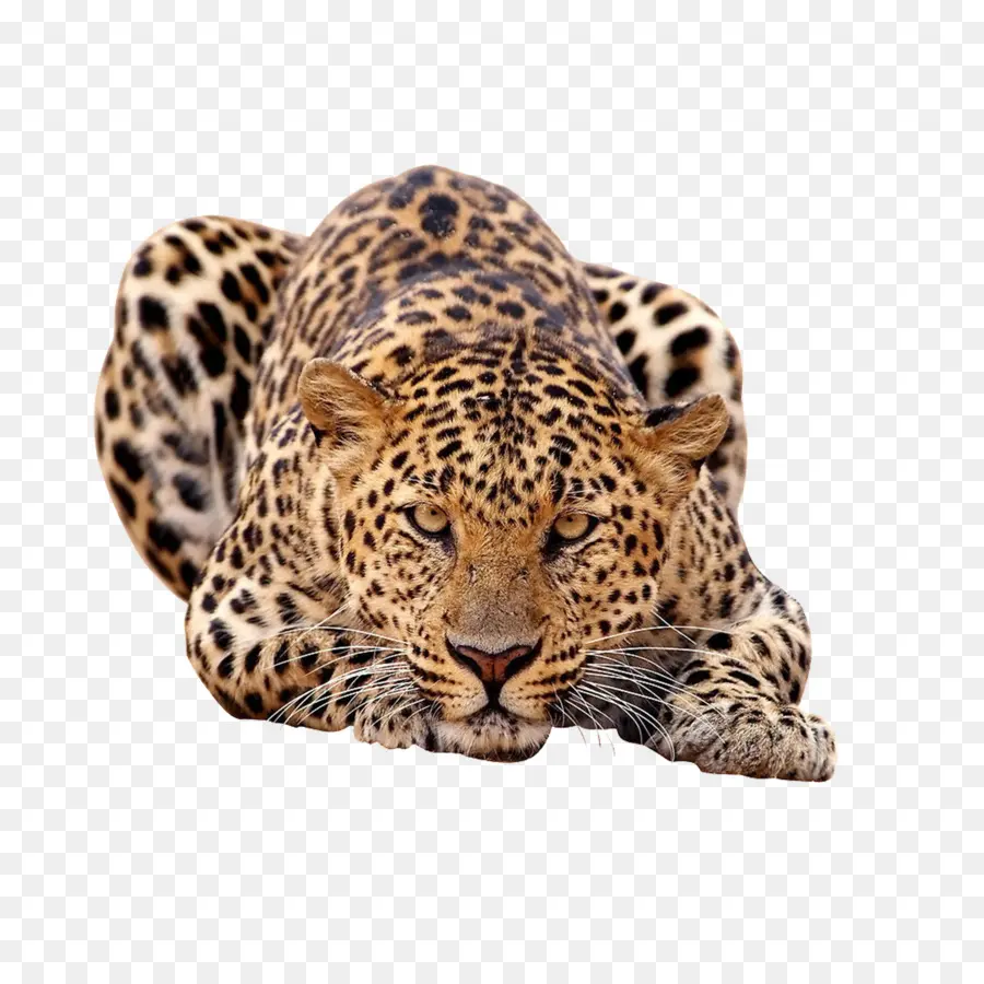 Leopardo，Gato Montés PNG