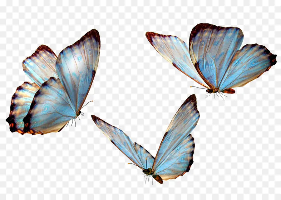 Mariposa，Postscript Encapsulado PNG