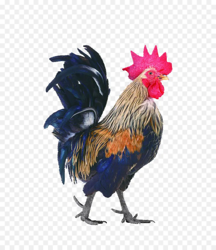 Pollo，Gallo PNG