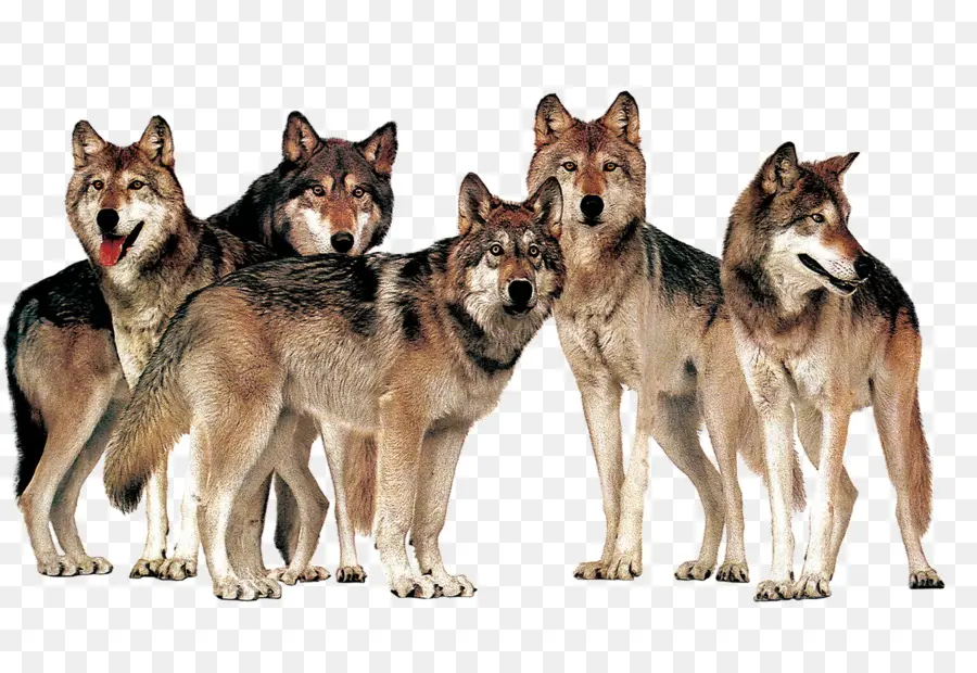 Wolfdog Checoslovaco，Lobo Mongol PNG