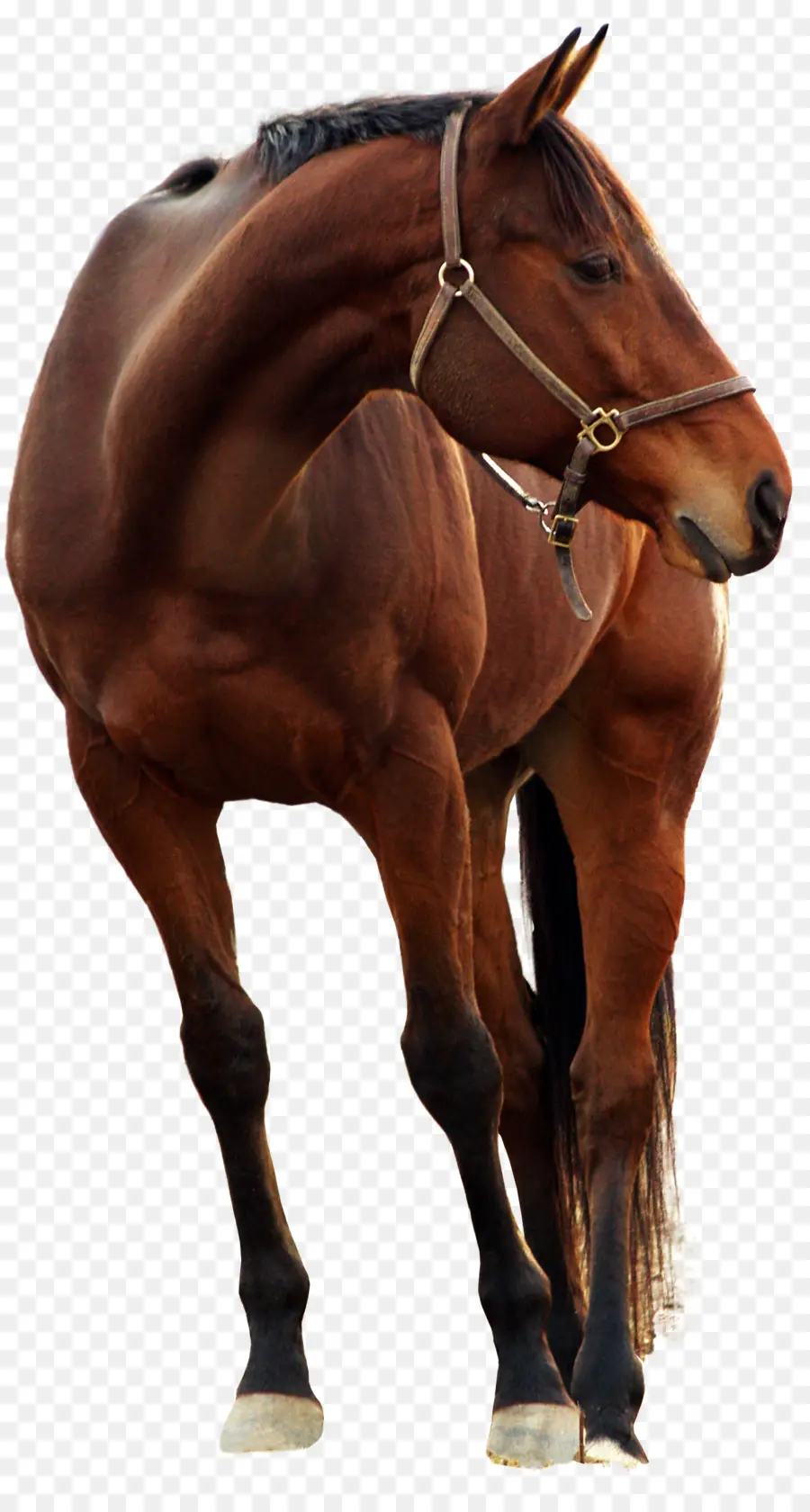 Caballo Andaluz，Deviantart PNG