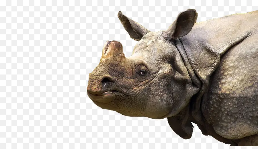 Rinoceronte，Cuerno PNG