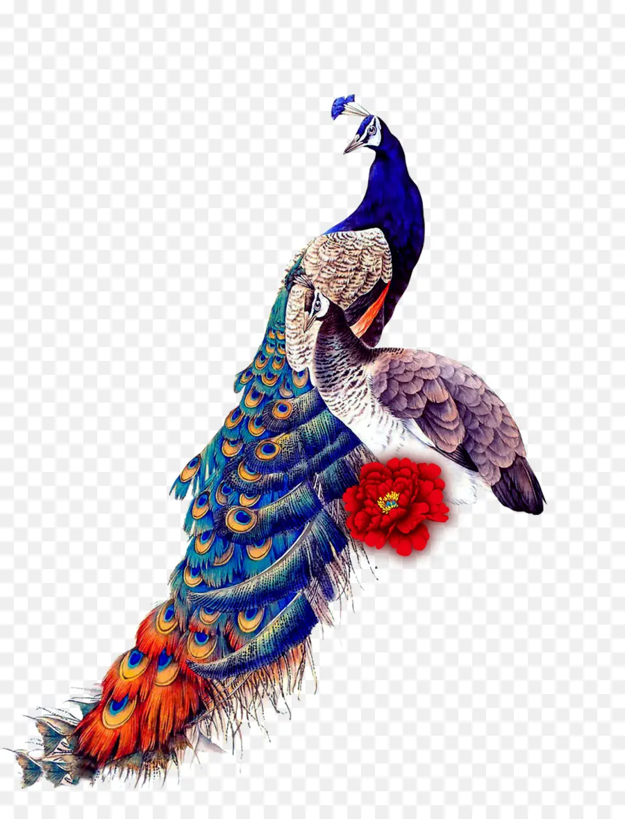 Pavo Real，Vistoso PNG