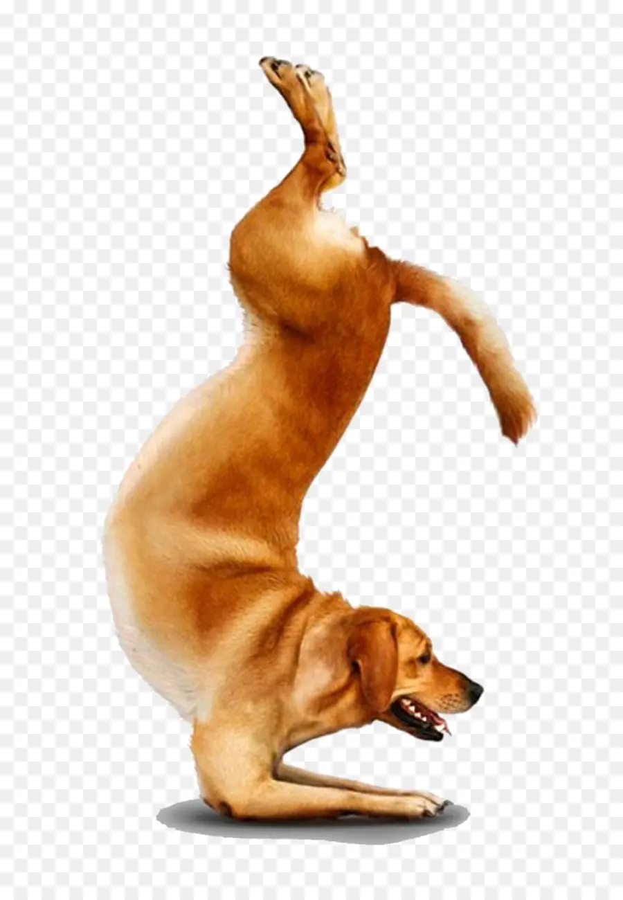 Chihuahua，Yoga Perros PNG