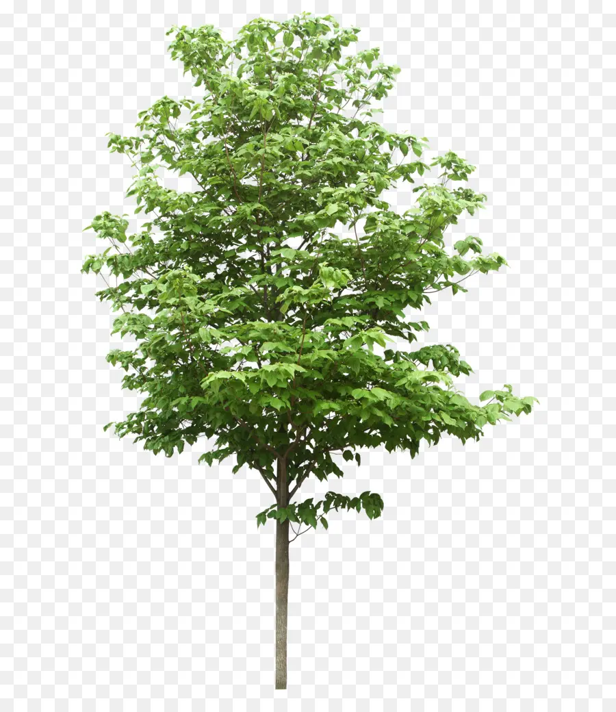 Mira Los árboles，árbol PNG