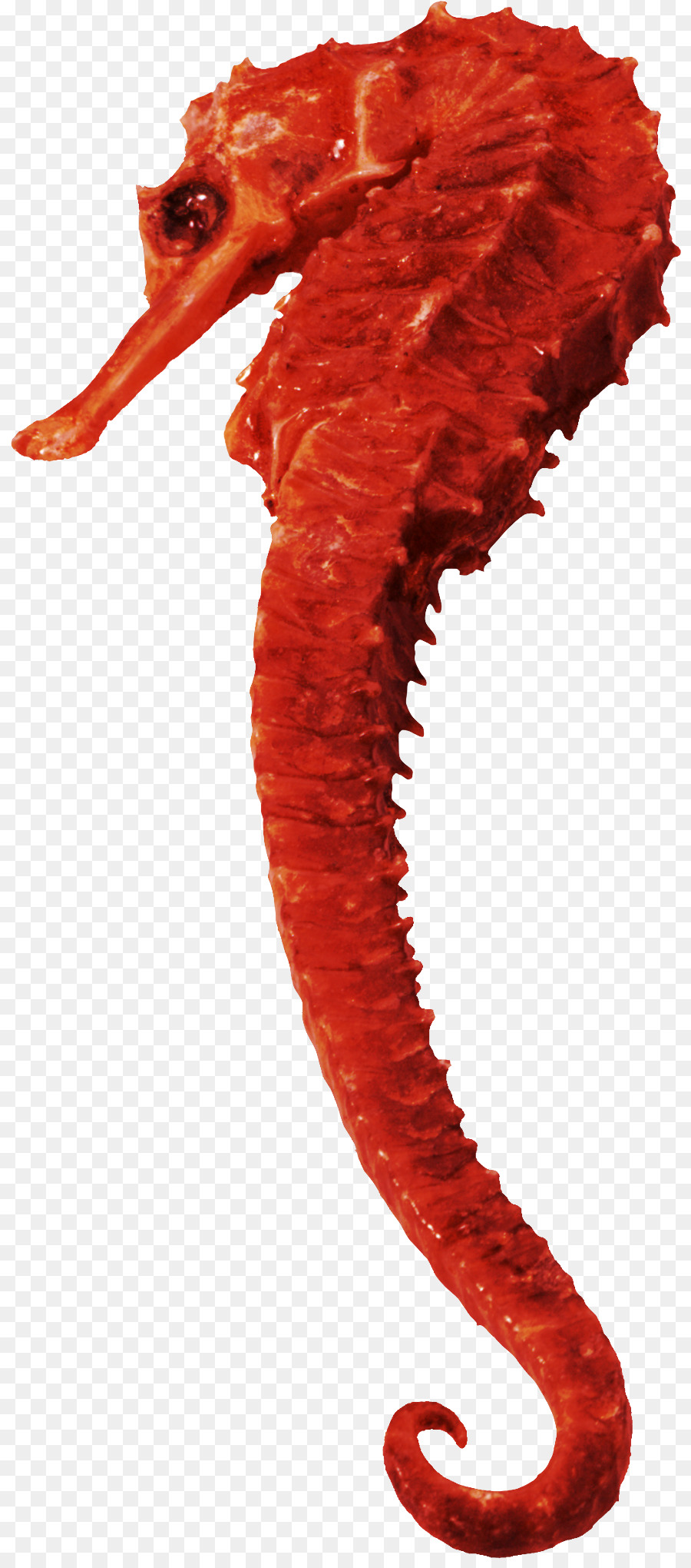 Caballito De Mar，Postscript Encapsulado PNG