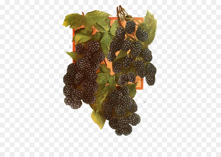 Moras，Hojas PNG