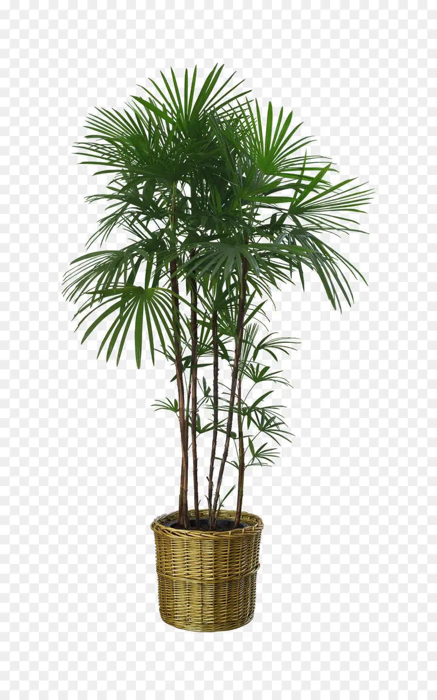 Maceta，Planta PNG