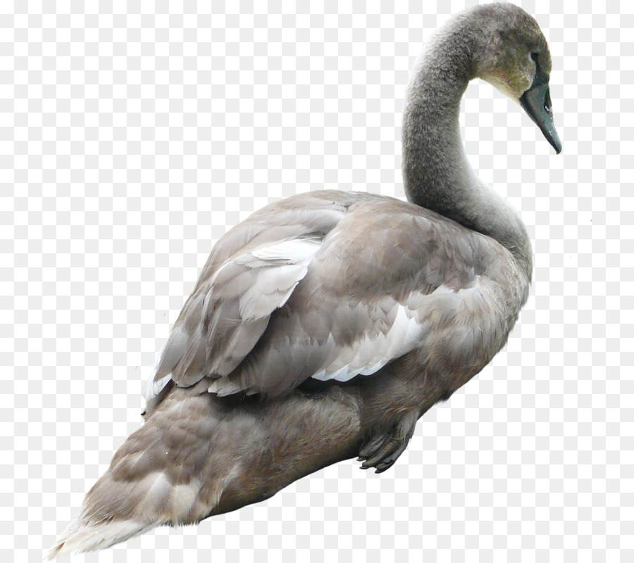 Cisne，Pájaro PNG