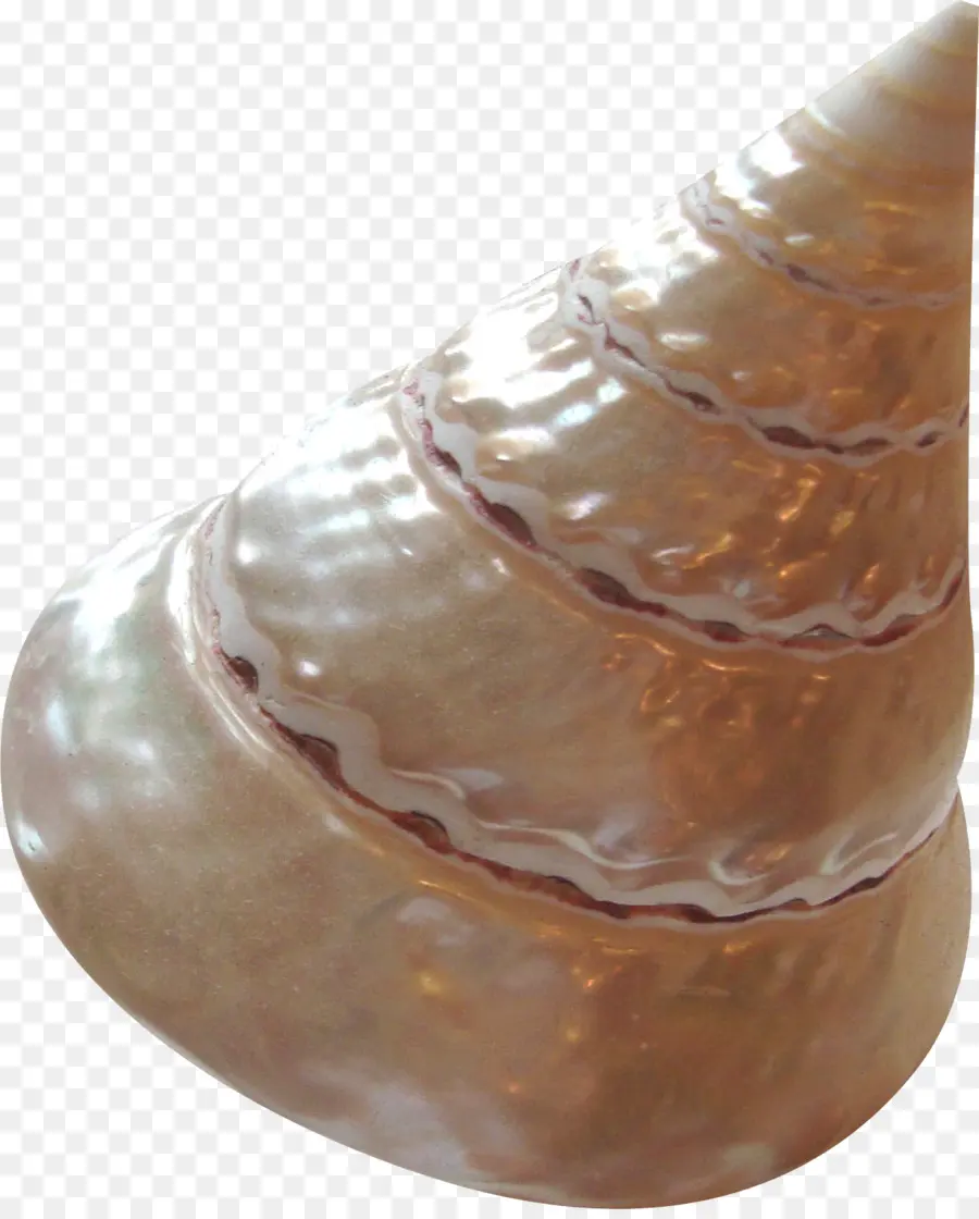 Concha Brillante，Concha PNG