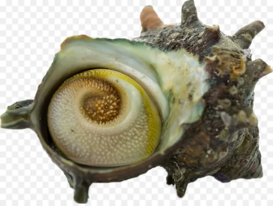 Mariscos，Turbo Cornutus PNG