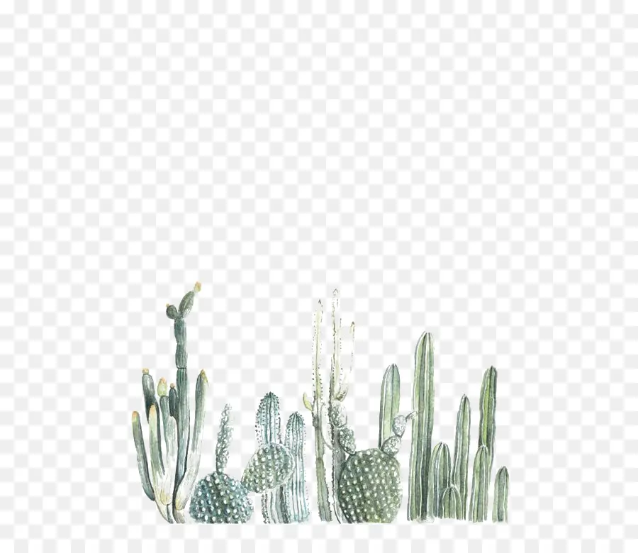 Cactaceae，Papel PNG