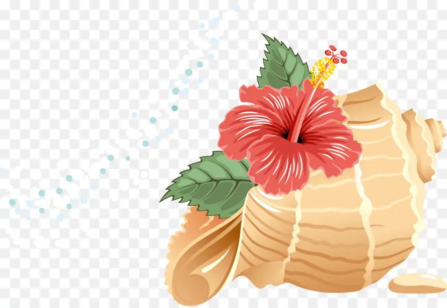 Concha Y Flor，Hibisco PNG