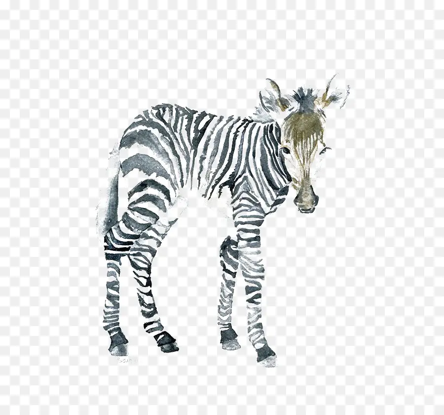 El Arte De La Pintura，Zebra PNG