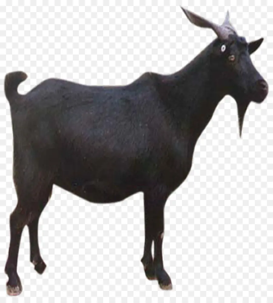 Cabras Negras，Cuerna PNG